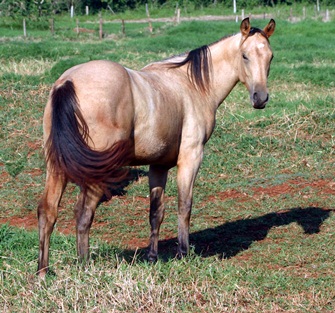 WESTWIND RHEA BELLE